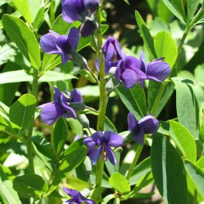 Farveblg, <br>lilla <br><i>Baptisia australis </i>