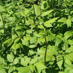 Slvlys, <br>Grnt lv<br><i>Cimicifuga racemosa/<br>Actaea r. </i>