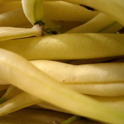 Bnne, Voks- <br>'Dior'<br><i>Phaseolus vulgaris</i>