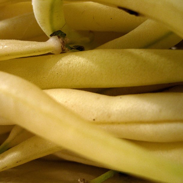 Bnne, Voks- <br>'Dior'<br><i>Phaseolus vulgaris</i>