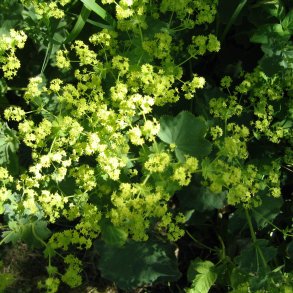 Lvefod, <br>Lodden <br><i> Alchemilla mollis </i>