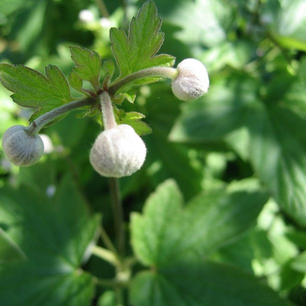 Anemone, <br>Hst- <br><i>Anemone japonica </i>