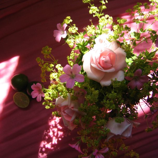 Lvefod, <br>Lodden <br><i> Alchemilla mollis </i>