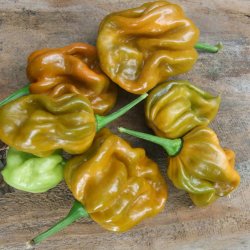 Chili <br>'Habanero Mustard'<br><i>Capsicum chinense</i>