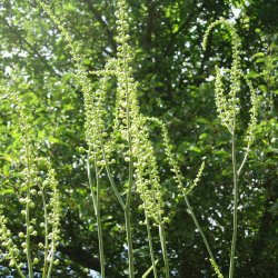 Slvlys, <br>Grnt lv<br><i>Cimicifuga racemosa/<br>Actaea r. </i>