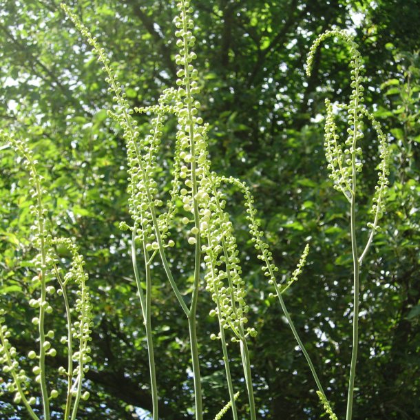 Slvlys, <br>Grnt lv<br><i>Cimicifuga racemosa/<br>Actaea r. </i>