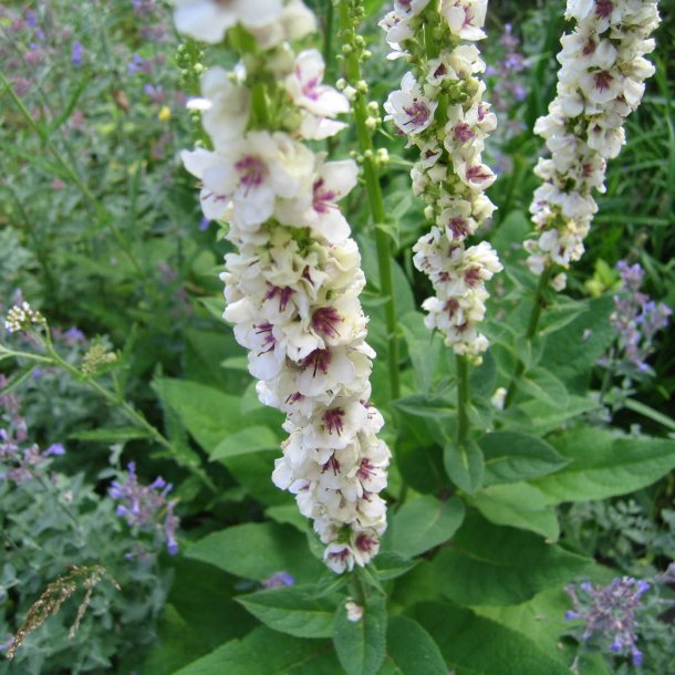 Kongelys <br>'Wedding Candles' <br><i>Verbascum chaixii album</i>