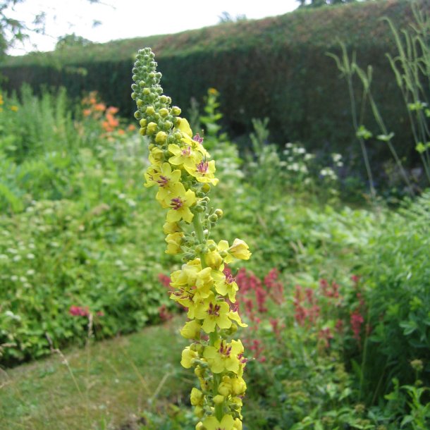 Kongelys, <br>gul <br><i>Verbascum chaixii</i>
