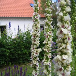Kongelys <br>'Wedding Candles' <br><i>Verbascum chaixii album</i>