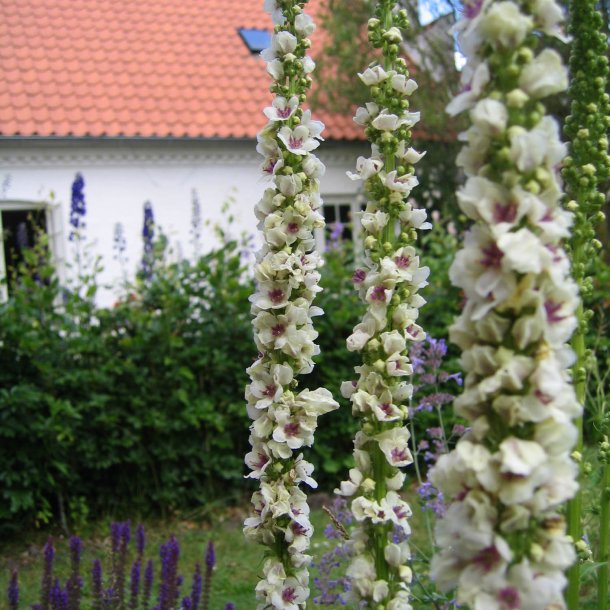 Kongelys <br>'Wedding Candles' <br><i>Verbascum chaixii album</i>