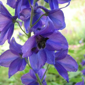 Ridderspore <br>'Black Knight'<br><i>Delphinium pacific</i>