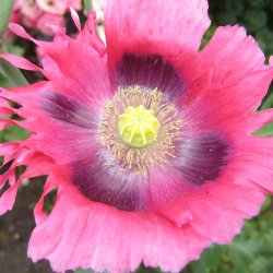Valmue <br>'Shirley Single Mix'<br><i>Papaver pavot</i>