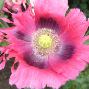 Valmue <br>'Shirley Single Mix'<br><i>Papaver pavot</i>