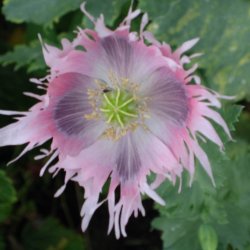 Valmue <br>'Shirley Single Mix'<br><i>Papaver pavot</i>