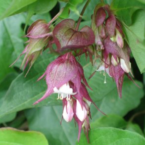 Himalaya Leycesteria <br><i>Leycesteria formosa </i><br><br>