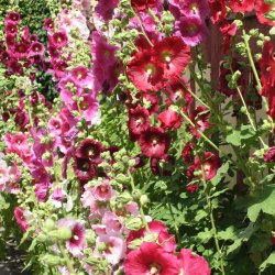 Stokrose 'Mix' <br>Storkb <br><i>Alcea rosea </i>