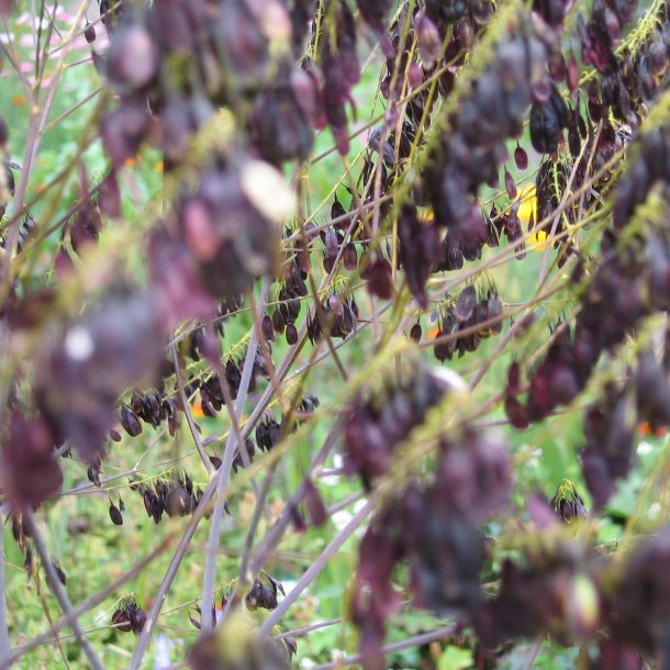 Vaid, <br>Farve- <br><i>Isatis tinctoria </i>