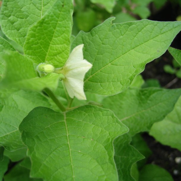Japansk Lygte <br><i>Physalis alkekengi </i>