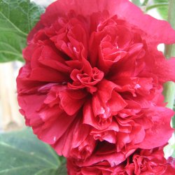 Stokrose <br>'Chater Scarlet'<br><i>Alcea rosea</i>