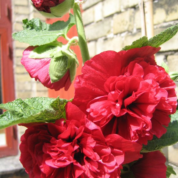 Stokrose <br>'Chater Scarlet'<br><i>Alcea rosea</i>