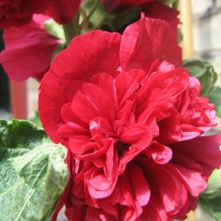Stokrose <br>'Chater Scarlet'<br><i>Alcea rosea</i>