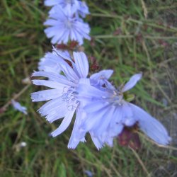 Natureng, <br>vilde blomster <br>og grsser