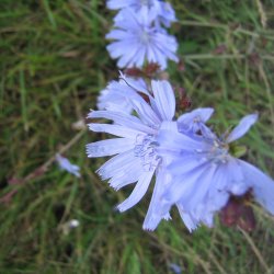 Cikorie <br>'Spadona' <br><i>Cichorium intybus</i>