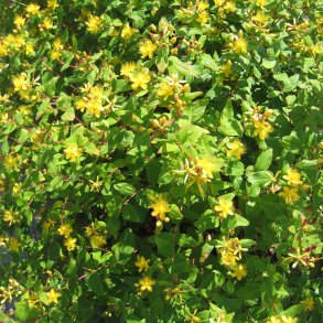 Perikon <br><i>Hypericum calycinum </i><br><br>