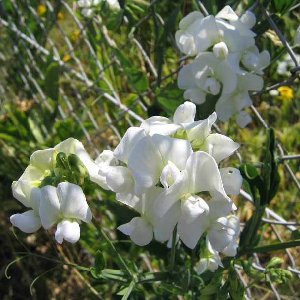 Lathyrus, Staude-, <br>'Pearl Mixed' <br><i>Lathyrus latifolius </i>