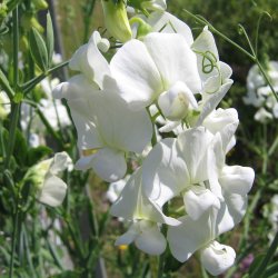 Lathyrus, Staude-, <br>'Albus' <br><i>Lathyrus latifolius </i>