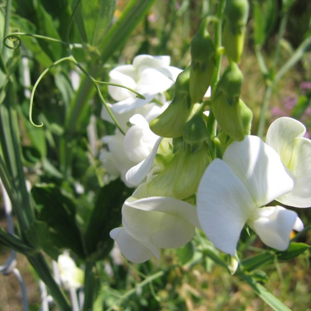 Lathyrus, Staude-, <br>'Albus' <br><i>Lathyrus latifolius </i>