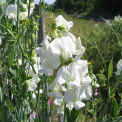 Lathyrus, Staude-, <br>'Albus' <br><i>Lathyrus latifolius </i>