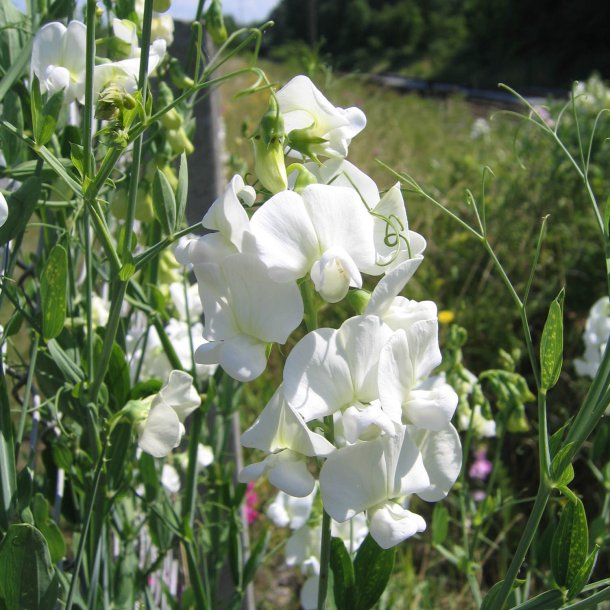 Lathyrus, Staude-, <br>'Albus' <br><i>Lathyrus latifolius </i>
