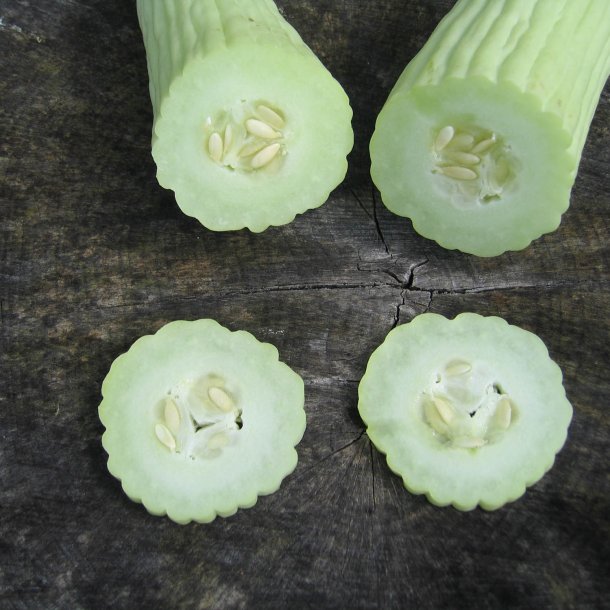 Agurk <br>'Armenian Yard Long' <br><i>Cucumis melo var. flexuosus</i>