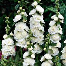 Stokrose <br>'Chater White'<br><i>Alcea rosea</i>