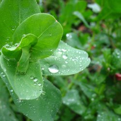 Voksurt <br><i>Cerinthe major 'Purpurescens'</i>