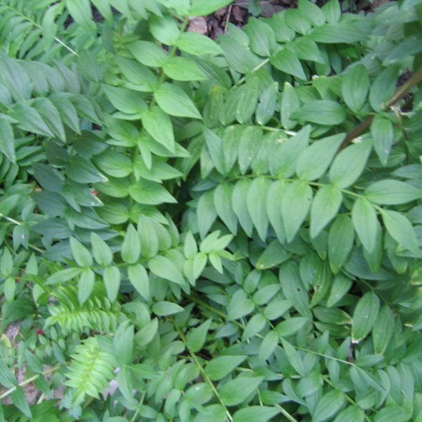 Jakobsstige <br>'White Pearl' <br><i>Polemonium caeruleum</i>