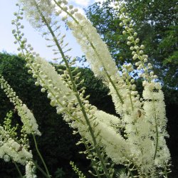 Slvlys, <br>Grnt lv<br><i>Cimicifuga racemosa/<br>Actaea r. </i>