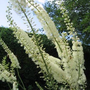 Slvlys, <br>Grnt lv<br><i>Cimicifuga racemosa/<br>Actaea r. </i>