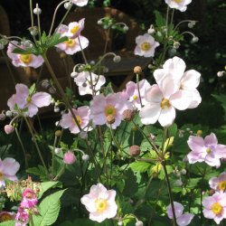 Anemone, <br>Hst- <br><i>Anemone japonica </i>