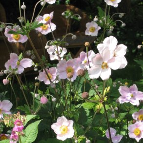 Anemone, <br>Hst- <br><i>Anemone japonica </i>