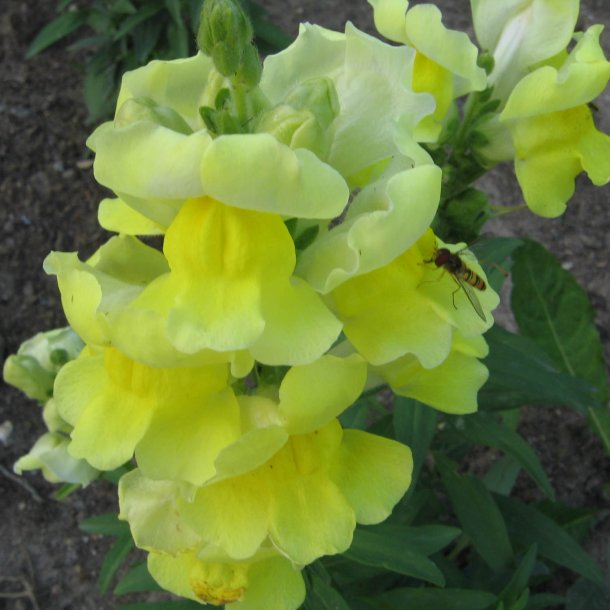 Lvemund <br>'Mix' <br><i>Antirrhinum majus </i>