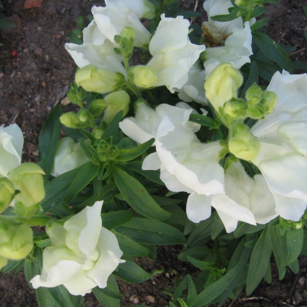 Lvemund <br>'Mix' <br><i>Antirrhinum majus </i>