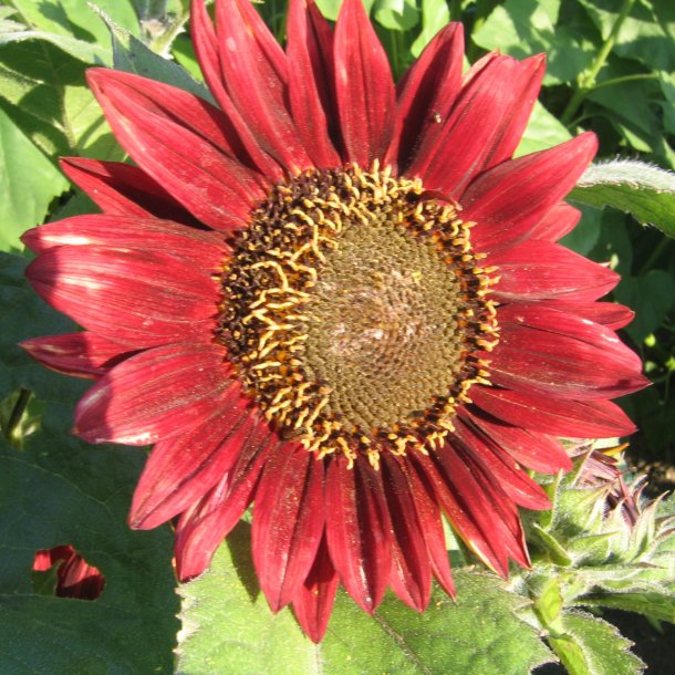 Solsikke <br>'Floristan' <br><i>Helianthus annuus</i>
