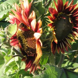 Solsikke <br>'Floristan' <br><i>Helianthus annuus</i>