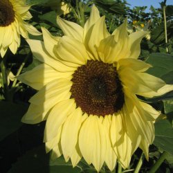 Solsikke <br>'Buttercream' <br><i>Helianthus annuus</i>