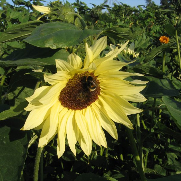 Solsikke <br>'Buttercream' <br><i>Helianthus annuus</i>