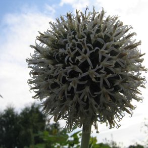 Tidselkugle <br><i>Echinops ritro </i><br><br>
