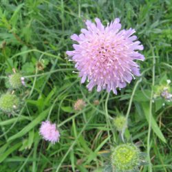 Blhat, <br>almindelig <br><i>Knautia arvensis</i>