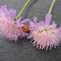 Blhat, <br>almindelig <br><i>Knautia arvensis</i>